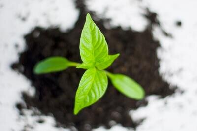 WMS selection for growth - paprika plant